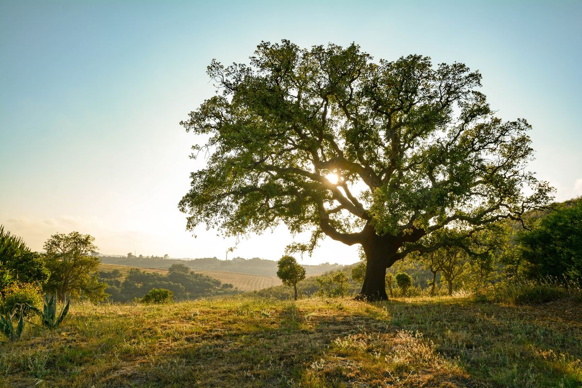 Arbre et paysage