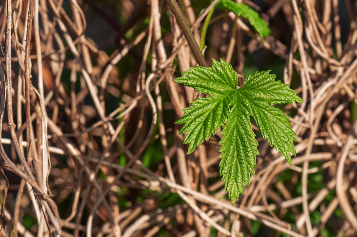 Feuille de vignes de houblon