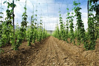 Vignes de houblon